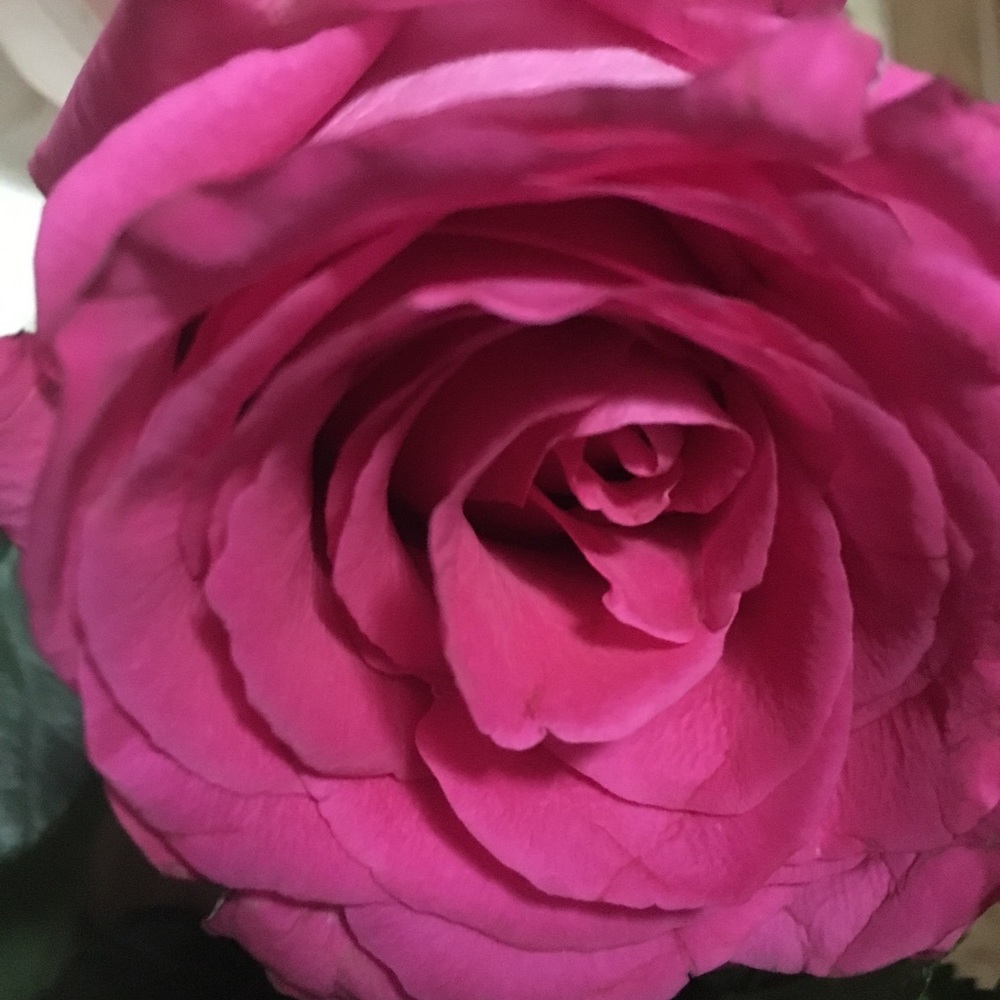 Meet your Posher, Arlene